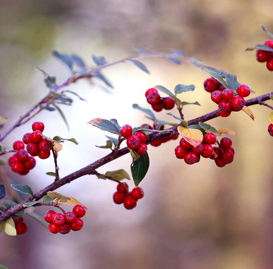 Ramo di Pyracantha coccinea con grappoli di bacche rosse vivaci e foglie verdi