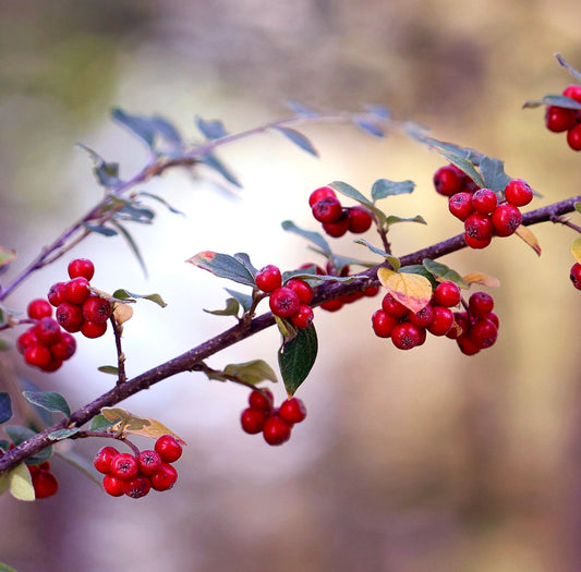 Pyracantha coccinea | Scarlet firethorn | Red pyracantha