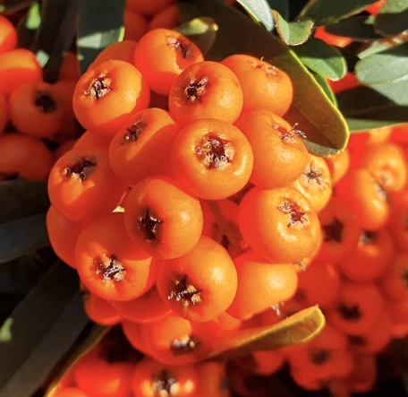 Pyracantha nana cv NAVAJO bacche arancioni brillanti con foglie verdi lucide primo piano