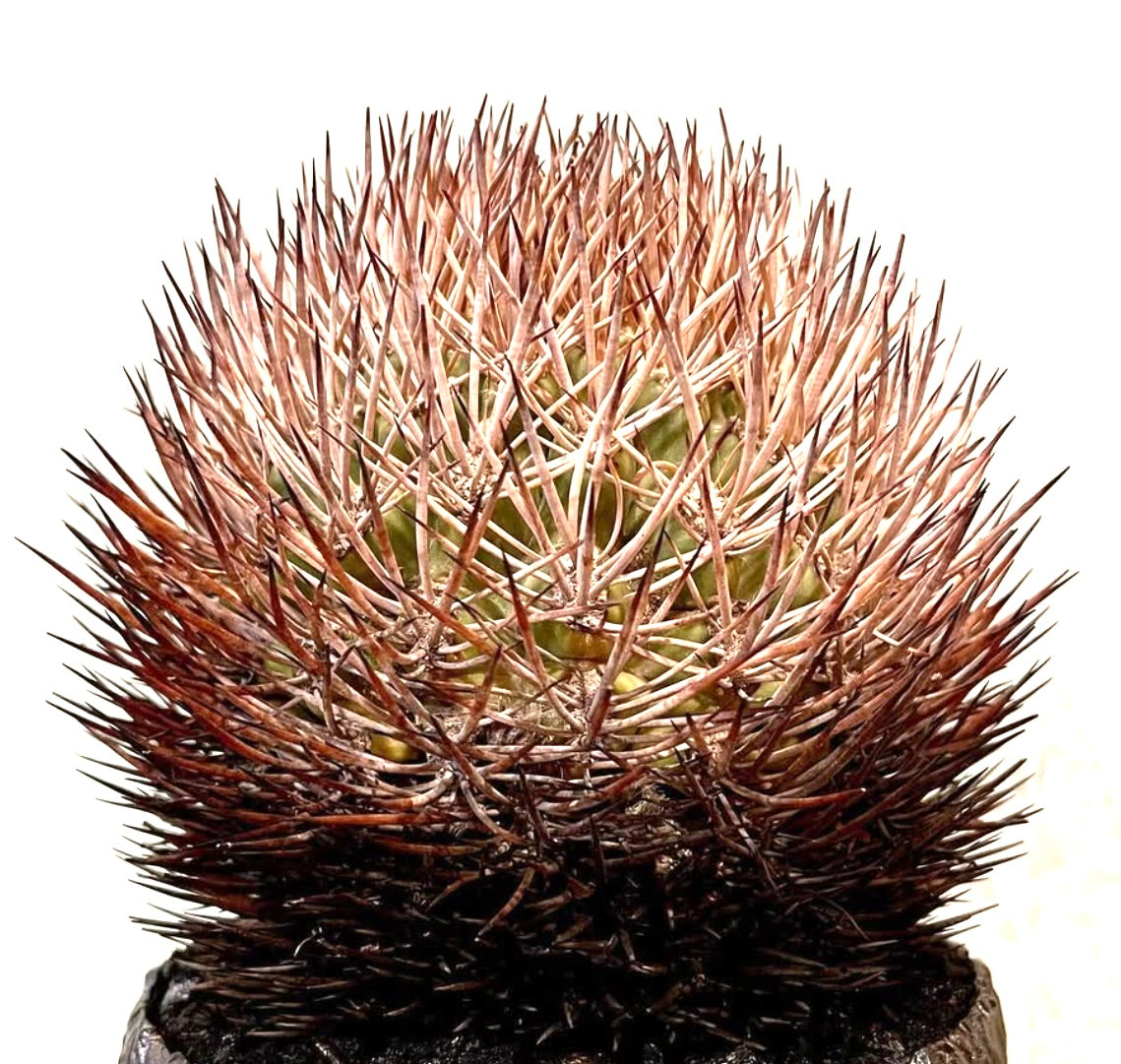Pyrrhocactus bulbocalyx raro cactus con spine dense rossastre e forma arrotondata in vaso