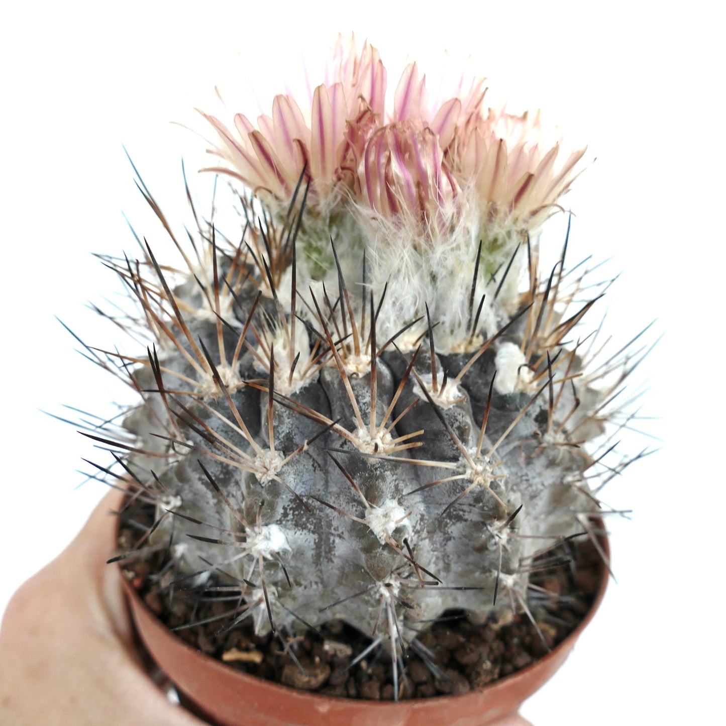 Cactus Pyrrhocactus vertongenii con fiori rosa e spine lunghe scure in vaso piccolo