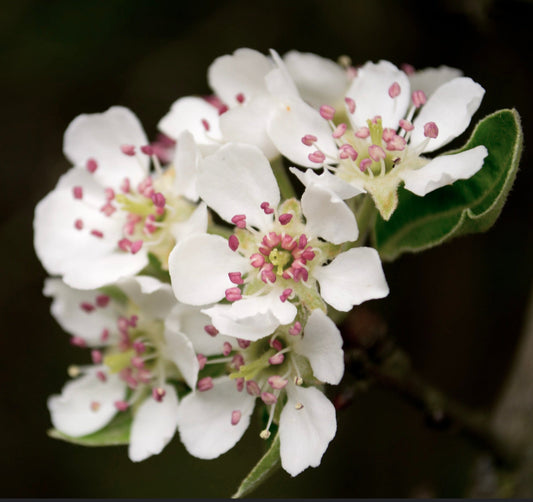 Pyrus amygdaliformis delicate white flowers with pink stamens and green leaves close-up