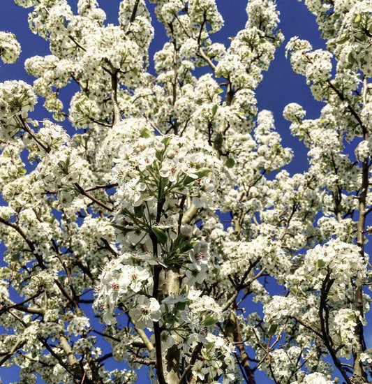 Fiori bianchi raggruppati di Pyrus calleryana cv 'Chanticleer' su rami eretti contro il cielo azzurro