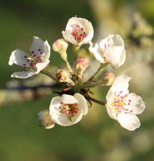 Fiori bianchi delicati di Pyrus pashia con stami rosa e boccioli chiusi sul ramo