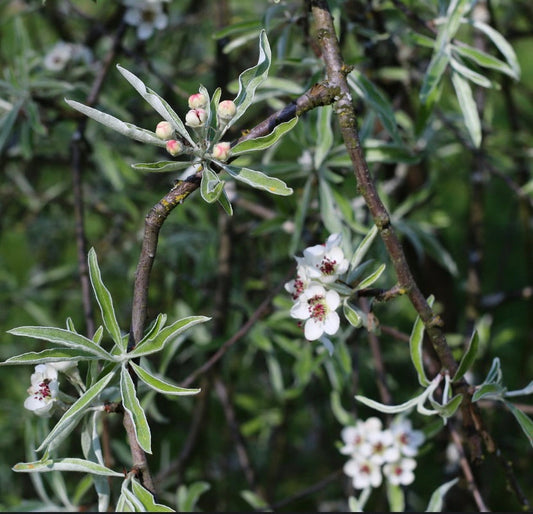 Pyrus salicifolia slender willow-like leaves with white flowers and pink buds on branches