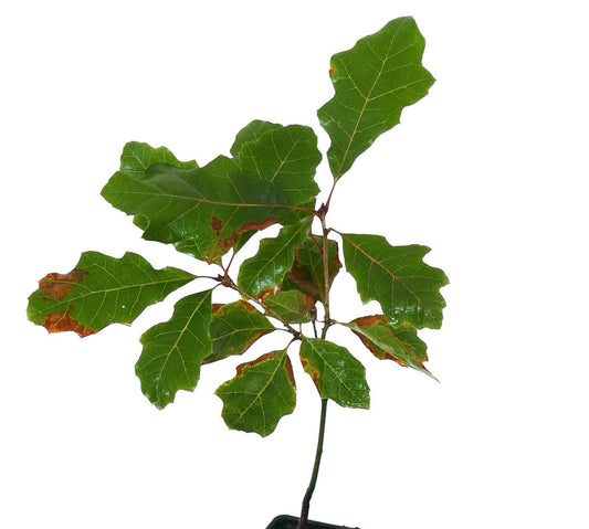 Foglie verdi di Quercus acerifolia con bordi marroni su un ramo sottile, esemplare di pianta