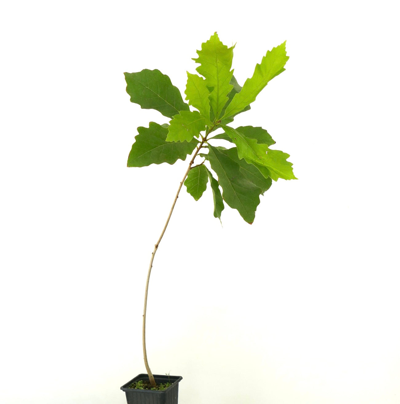 Quercus bicolor giovane albero slanciato con foglie verdi lobate in vaso nero
