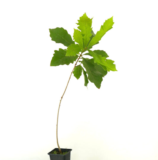 Quercus bicolor giovane albero slanciato con foglie verdi lobate in vaso nero