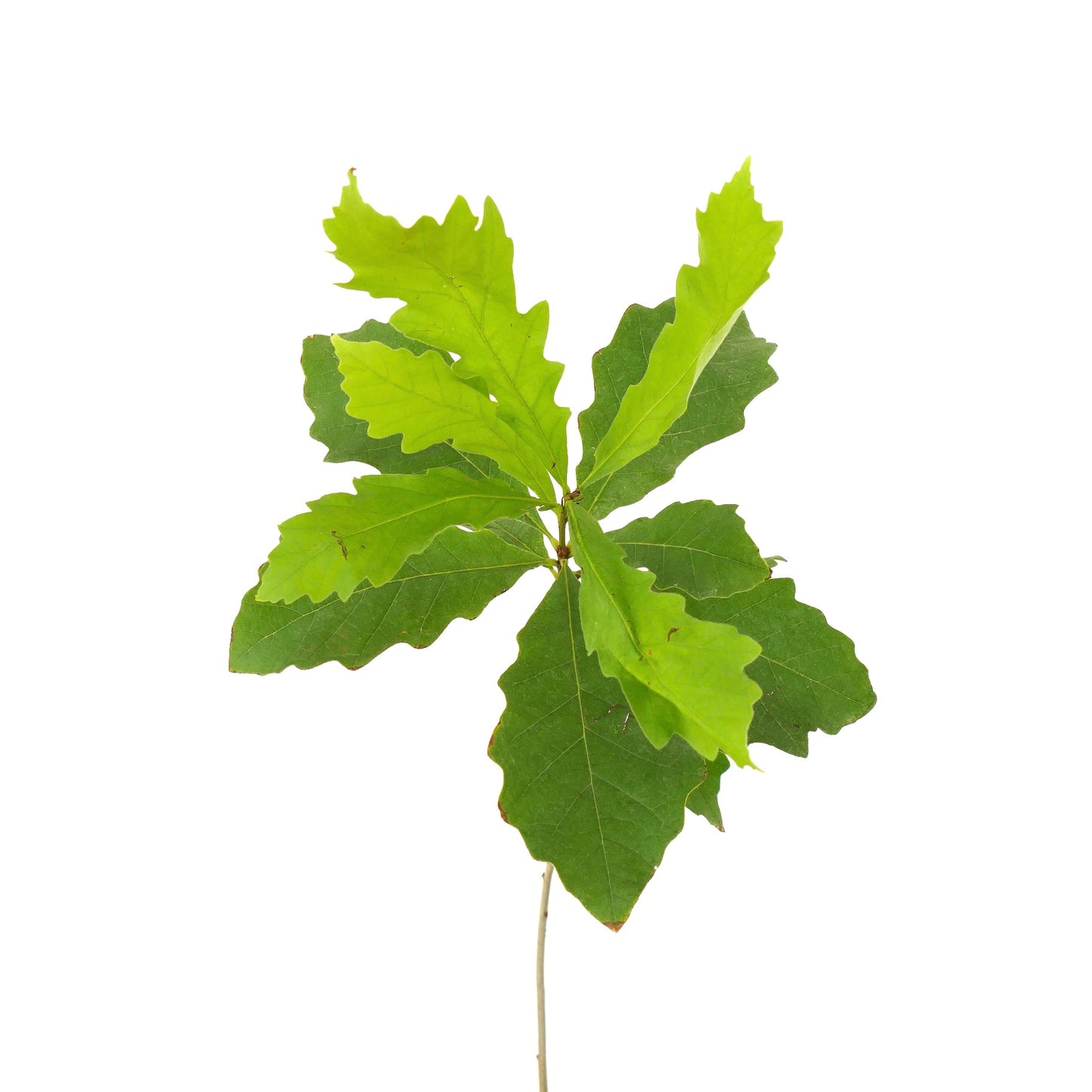 Quercus bicolor | Swamp White Oak | Bicolor Oak