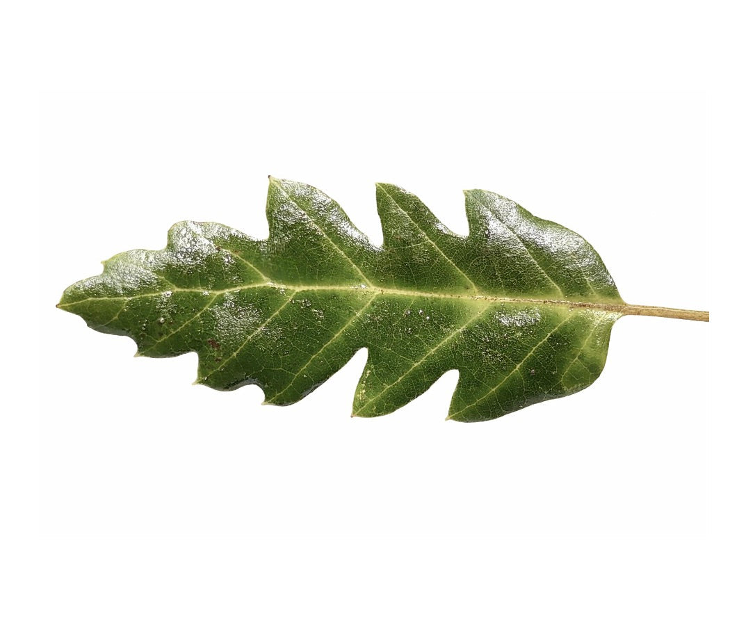 Quercus bivoniana glossy green lobed leaf with prominent veins and textured surface