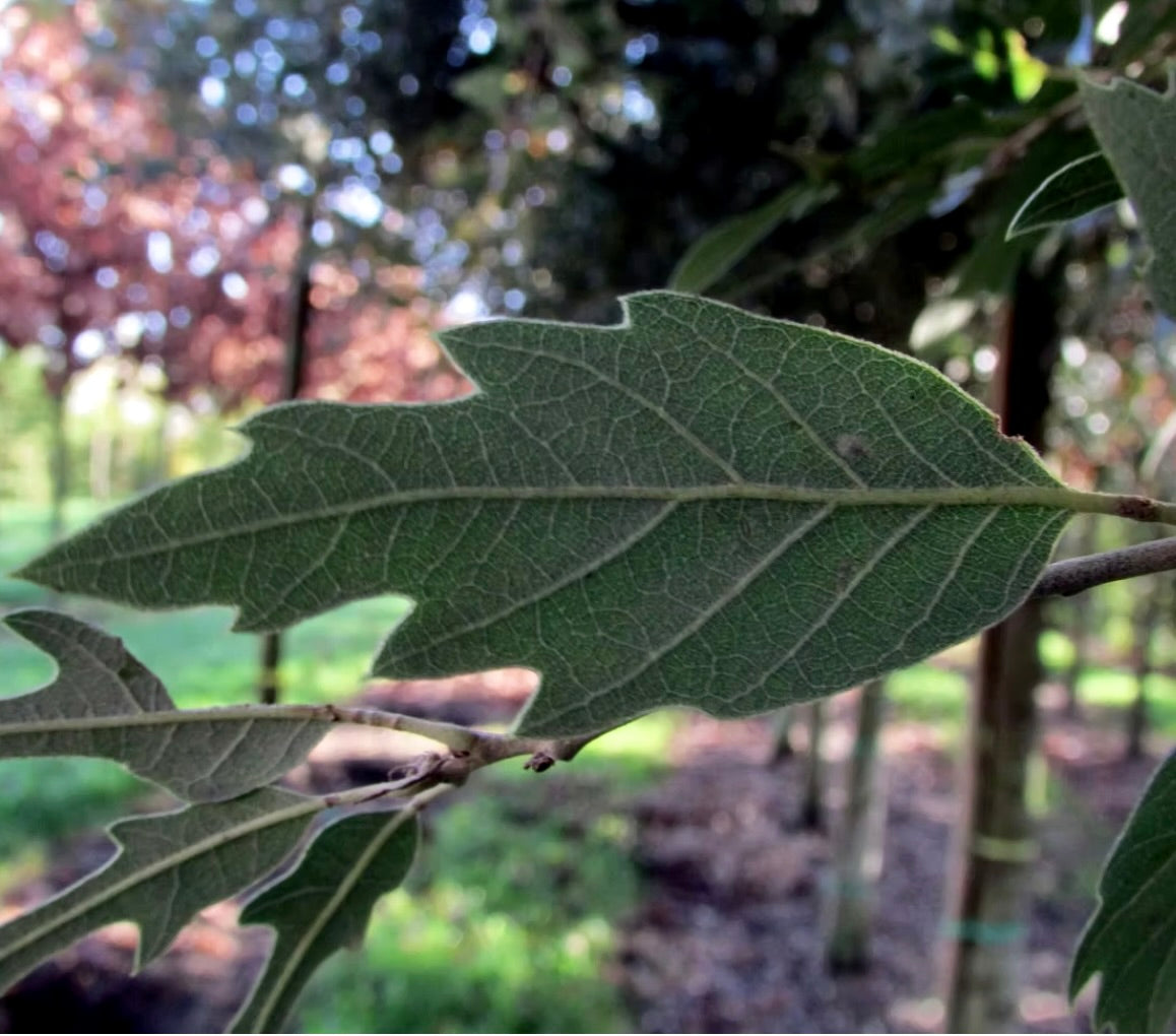 Quercus bivoniana primo piano di foglia di quercia verde lobata e testurizzata su ramo all'aperto