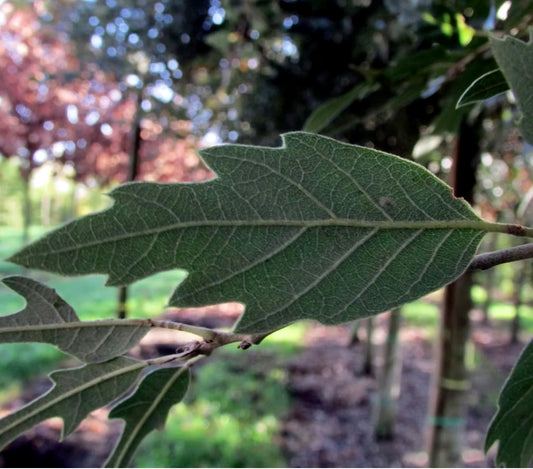 Quercus bivoniana primo piano di foglia di quercia verde lobata e testurizzata su ramo all'aperto