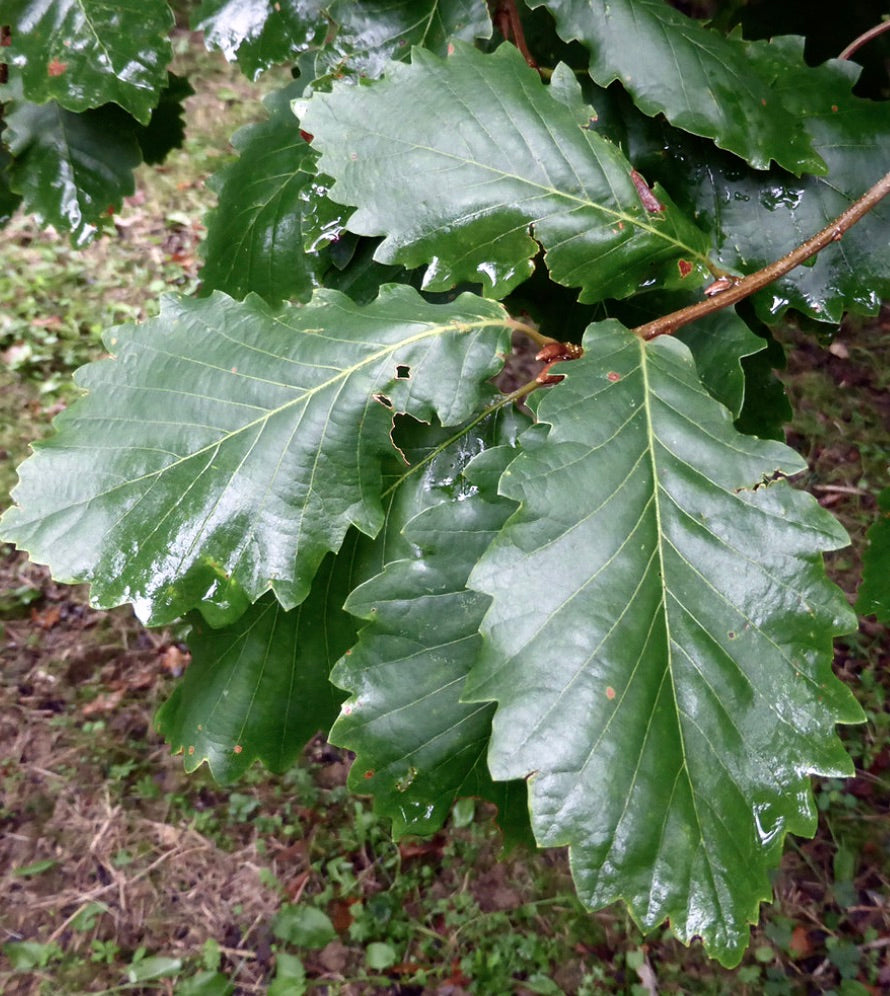 Quercus canariensis glossy green lobed leaves on woody branch outdoors