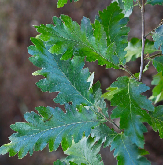 Foglie verdi lobate di Quercus cerris con superficie strutturata e bordi seghettati