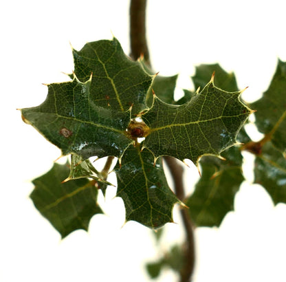 Quercus coccifera glossy spiny evergreen leaves with serrated edges close-up
