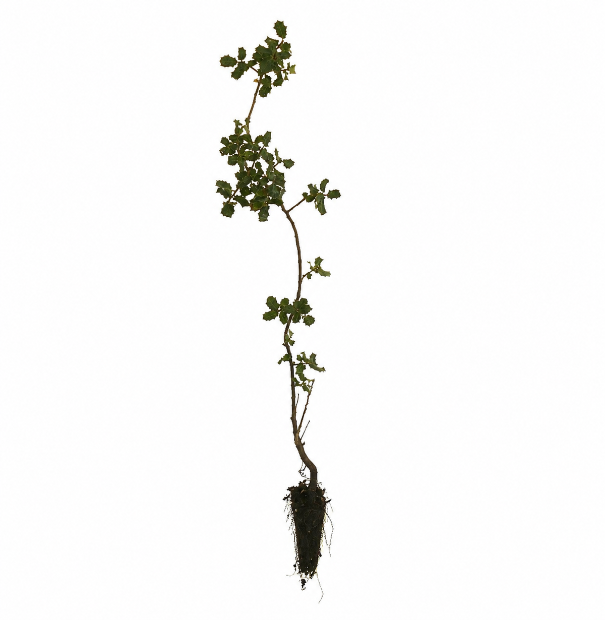 Quercus coccifera young sapling with green spiny leaves and exposed root ball