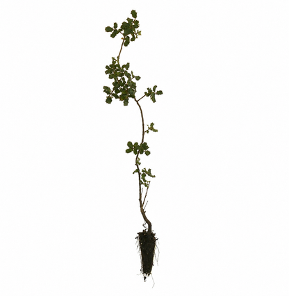 Quercus coccifera young sapling with green spiny leaves and exposed root ball