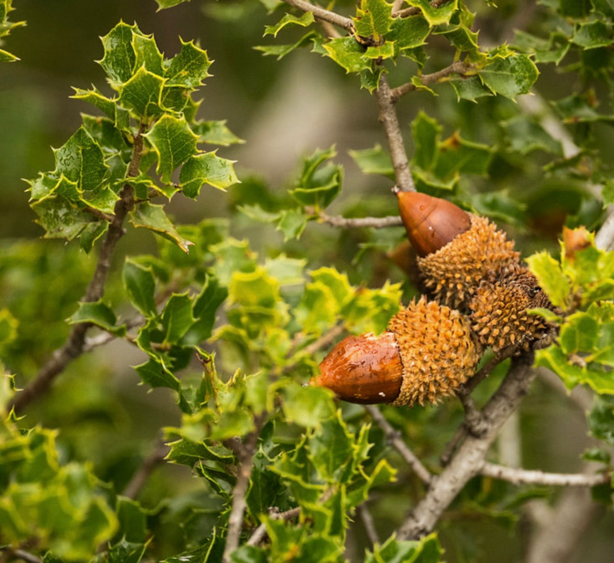 Quercus coccifera spiny green leaves with textured acorns on woody branches