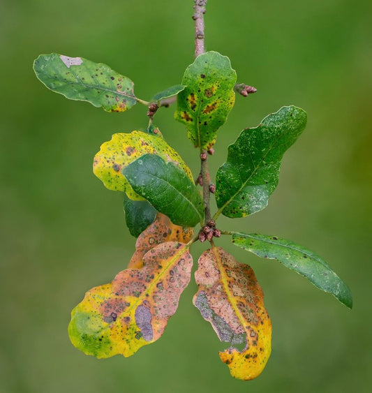 Quercus faginea branch with green and yellow spotted leaves showing natural aging and texture