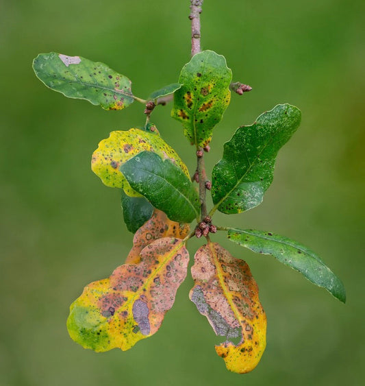 Ramo di Quercus faginea con foglie verdi e gialle macchiate che mostrano l'invecchiamento naturale e la texture