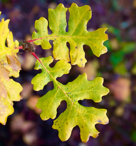 Foglie di quercia lobate gialle di Quercus garryana con gambi rossi in autunno
