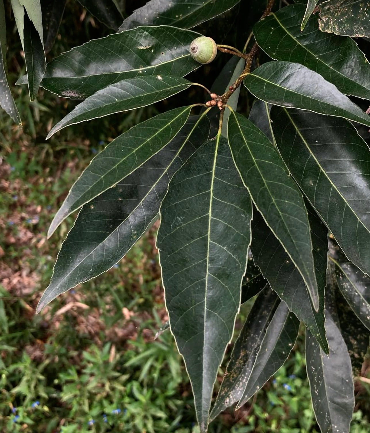 Quercus glauca foglie lucide verde scuro con frutti ghianda su rami sottili all'aperto