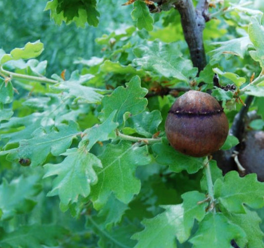 Quercus gussonei green lobed leaves with round brown acorn on branch close-up