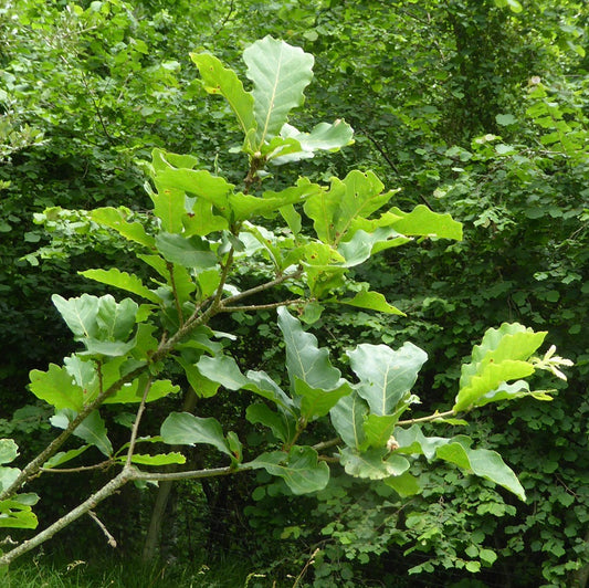 Quercus hartwissiana young green leaves with lobed edges on slender branches in forest setting