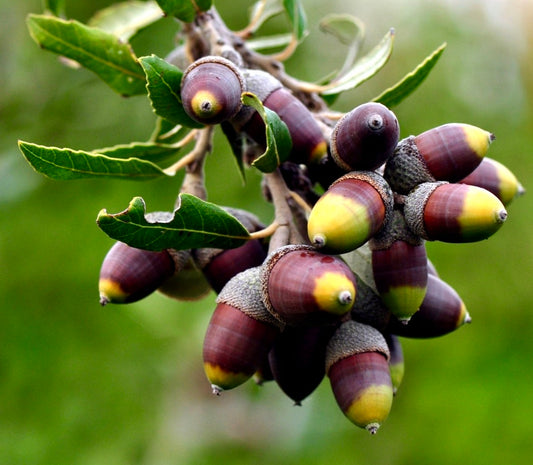 Quercus ilex acorns cluster with green leaves on a natural blurred background