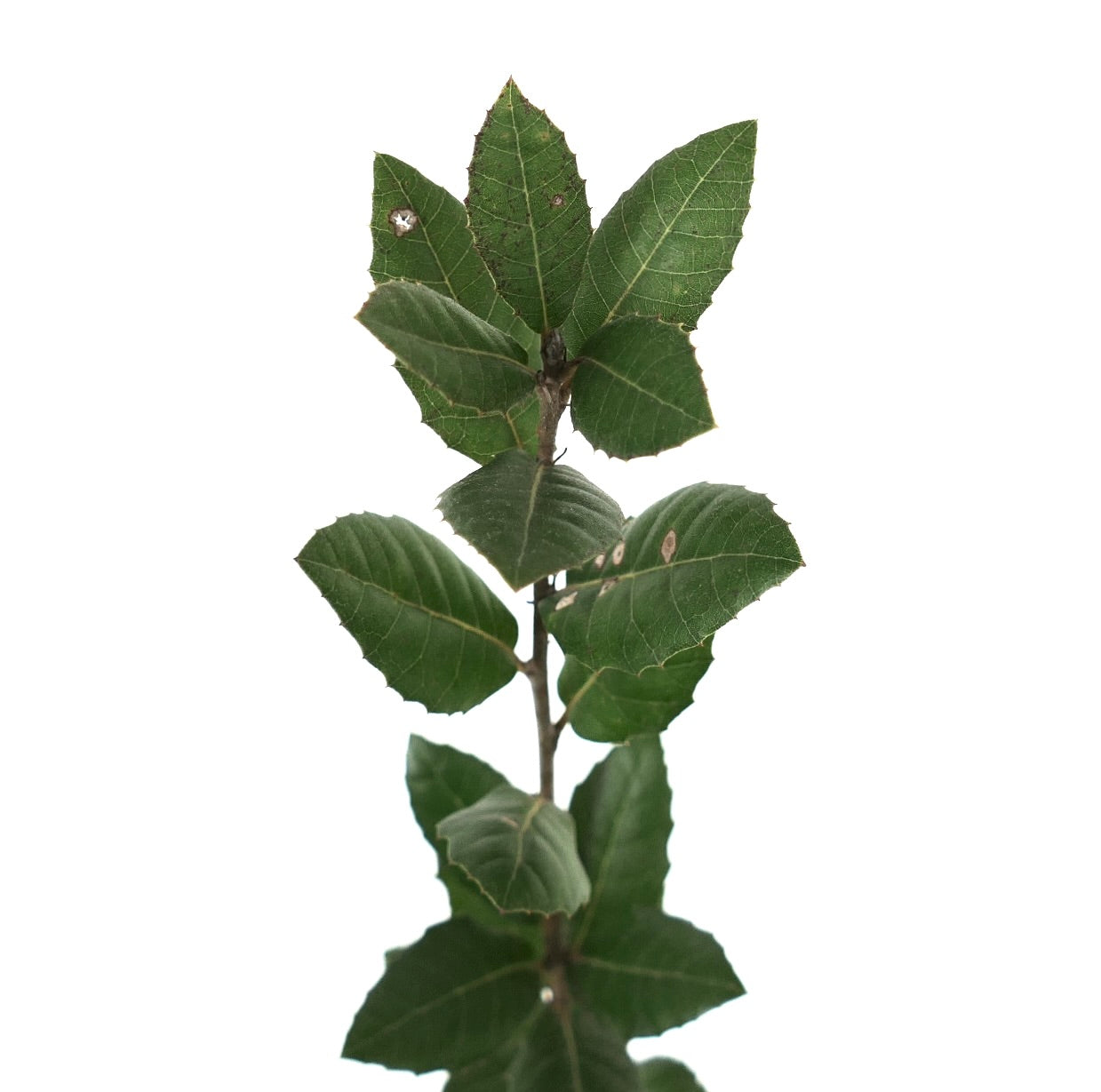 Foglie coriacee di colore verde scuro di Quercus ilex con bordi seghettati e vene visibili