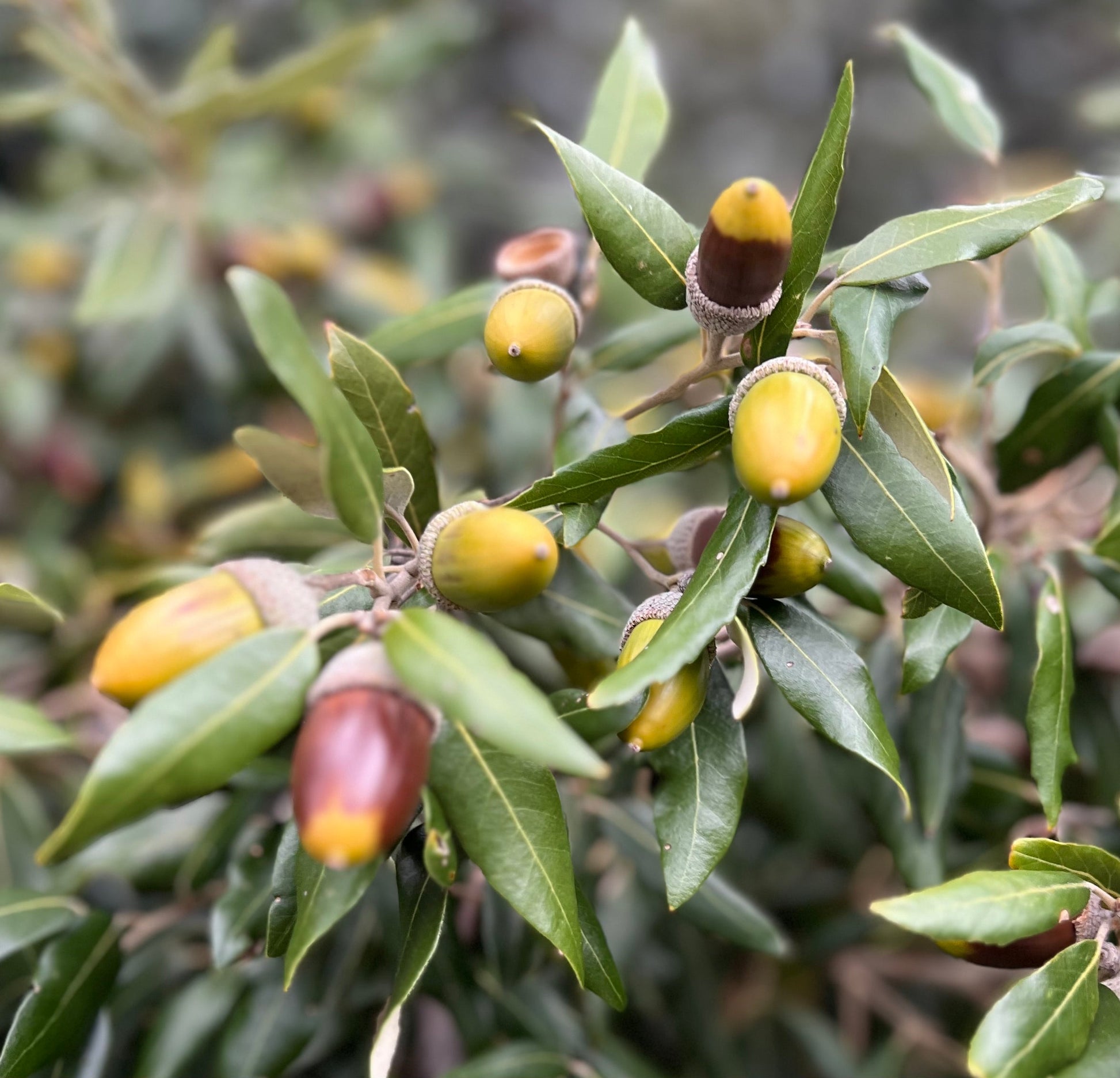 Quercus ilex x fusiformis acorns with glossy green leaves on shrub branches