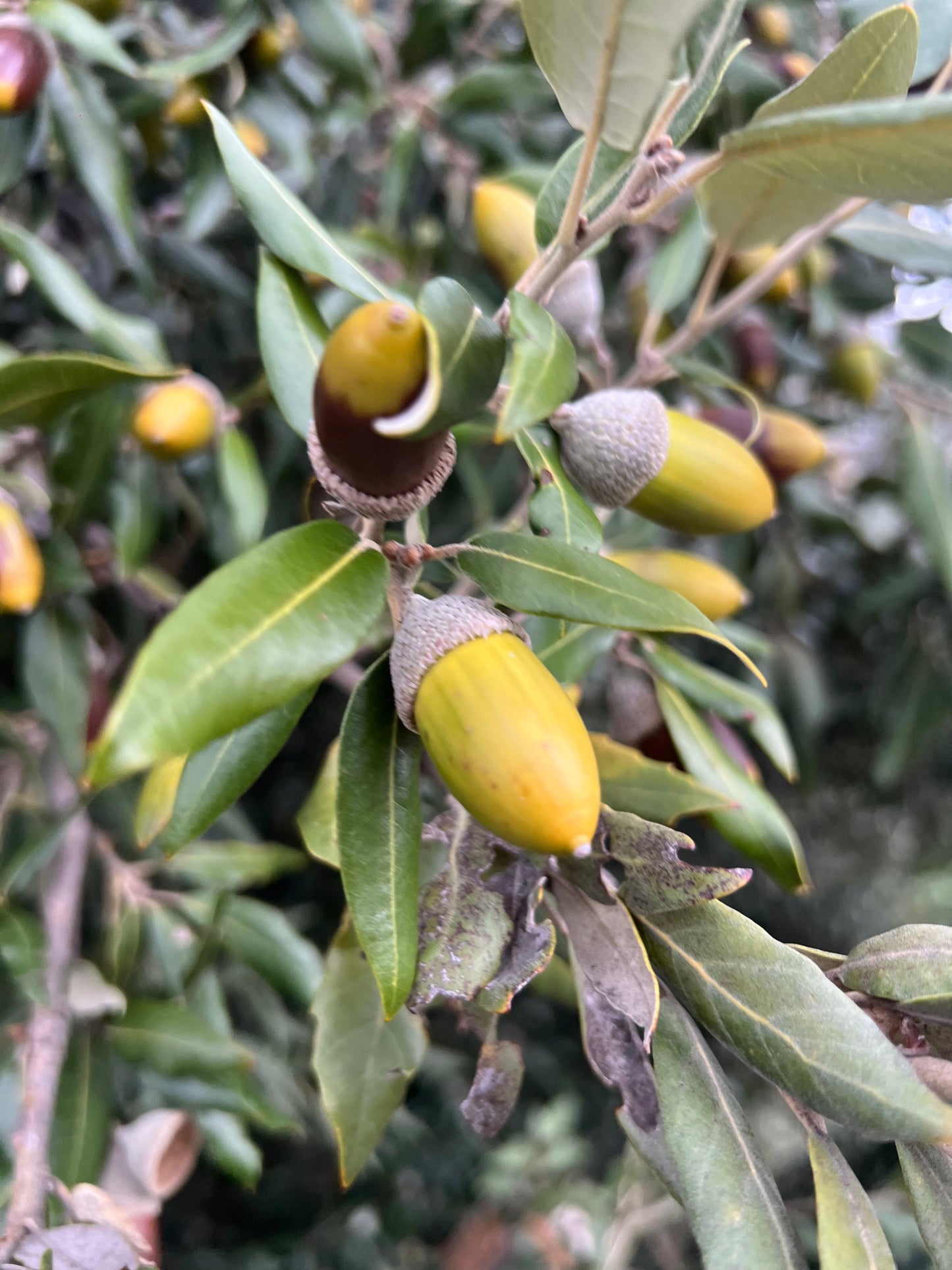 Quercus ilex x fusiformis acorns with green leaves on oak tree branch
