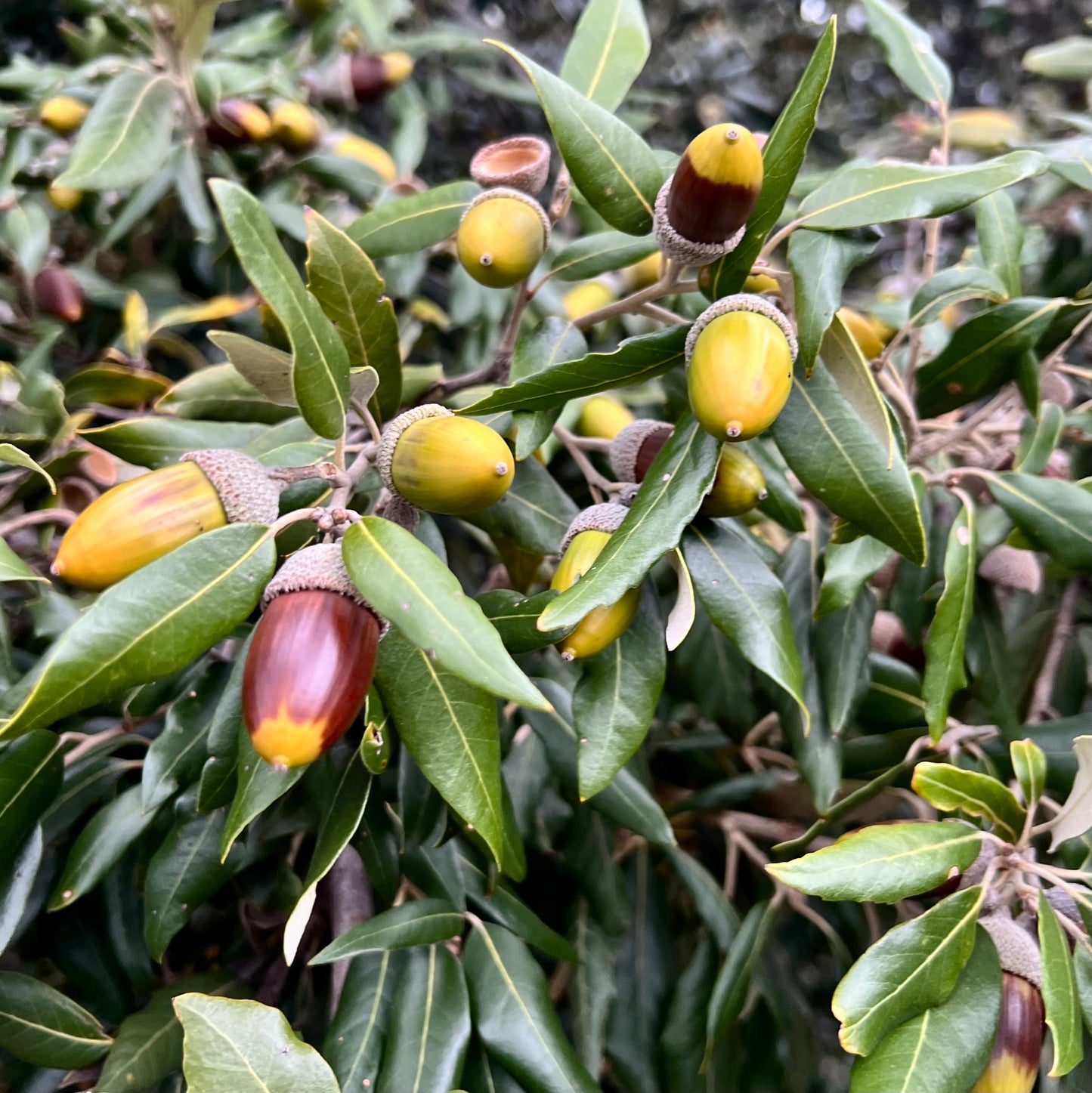 Quercus ilex x fusiformis acorns on glossy green leaves on mature tree branches
