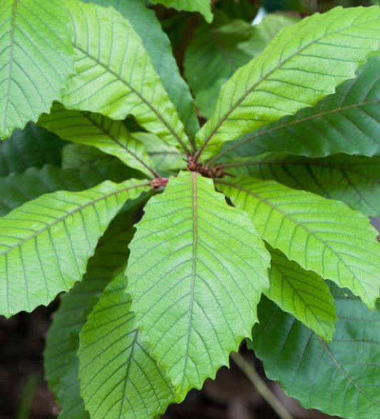 Quercus insignis bright green serrated leaves with prominent veins close-up