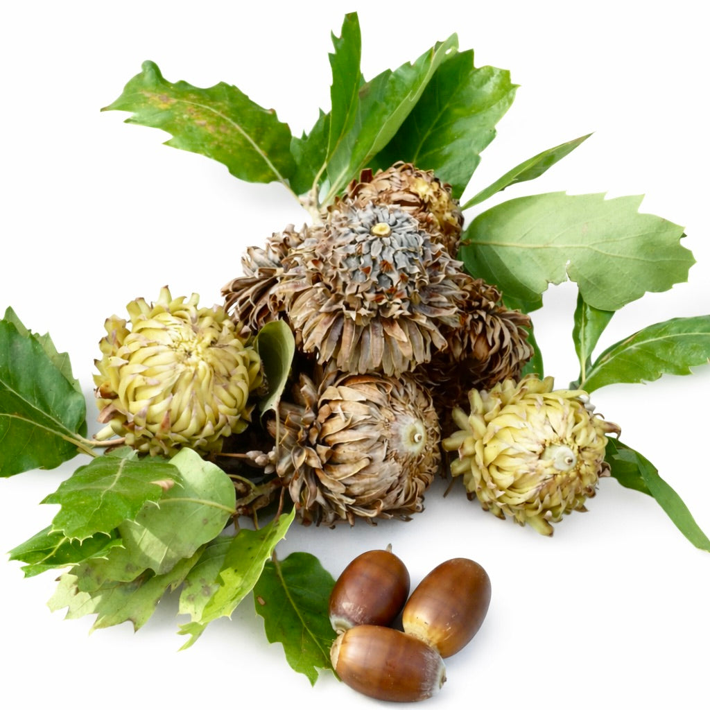 Quercus ithaburensis subs. macrolepis ghiande di quercia Valonia essiccate con foglie verdi e frutti marroni