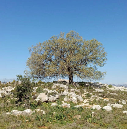 Quercus ithaburensis subs. macrolepis grande albero deciduo di quercia con rami espansi su terreno roccioso