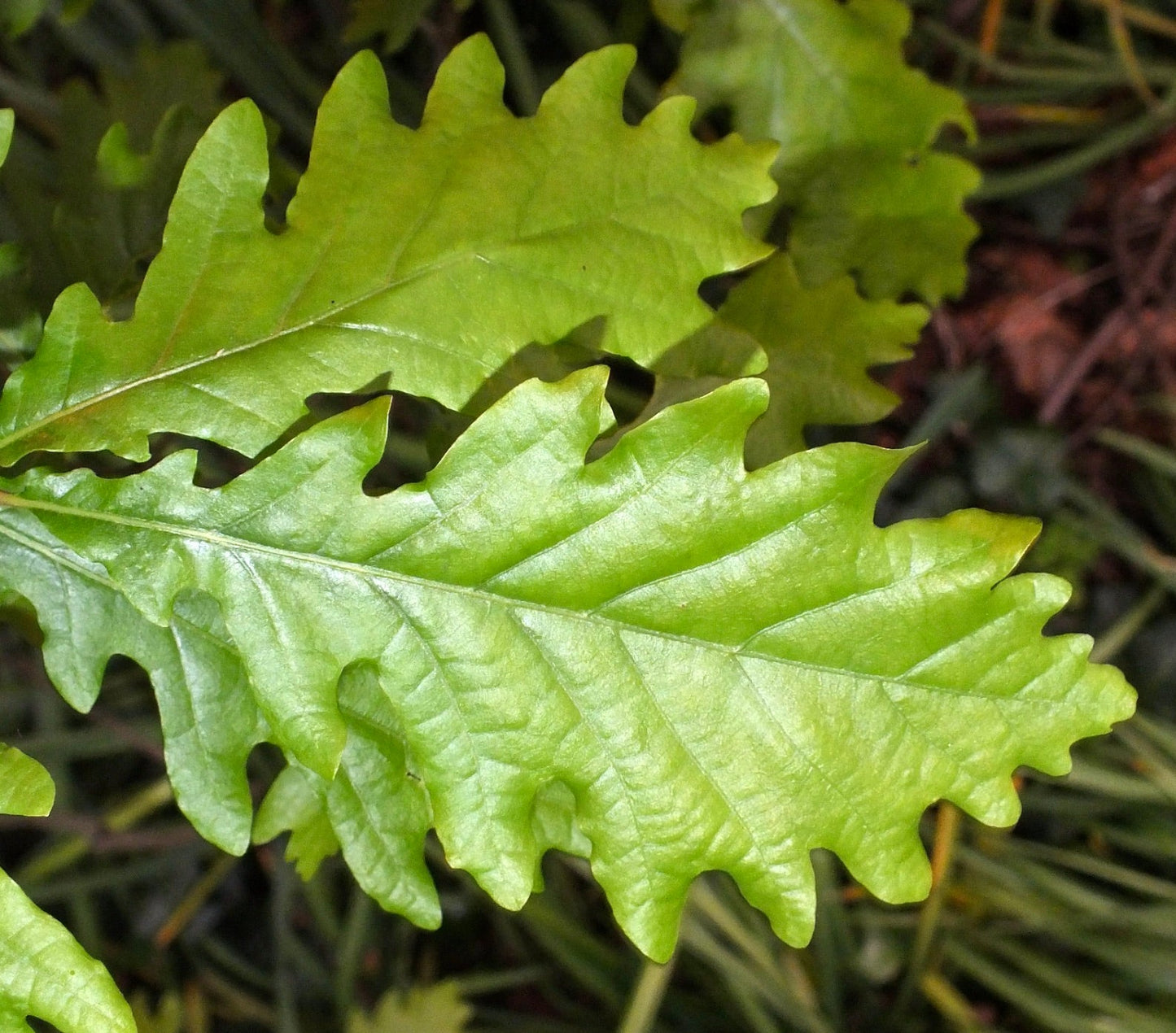Foglie lobate di colore verde brillante di Quercus macranthera con superficie testurizzata, primo piano