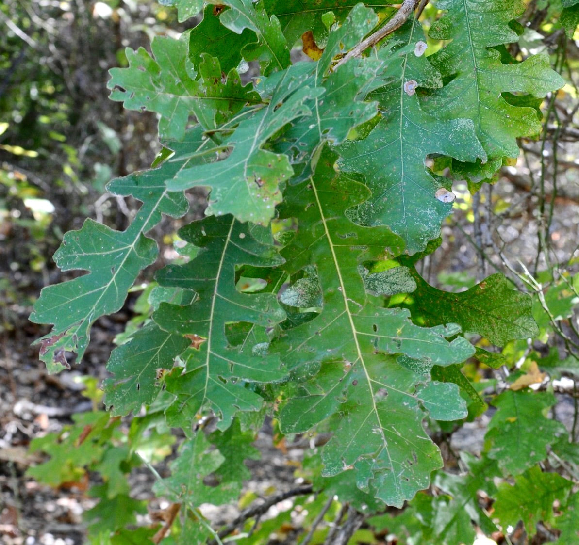 Quercus macrocarpa | Bur Oak | Mossycup Oak