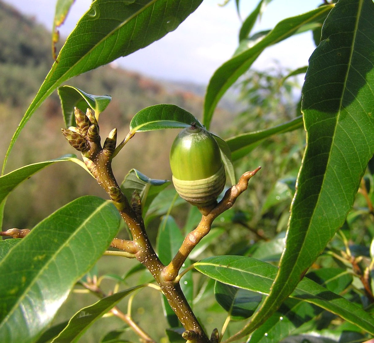 Quercus myrsinifolia green acorn and glossy leaves on woody branch close-up