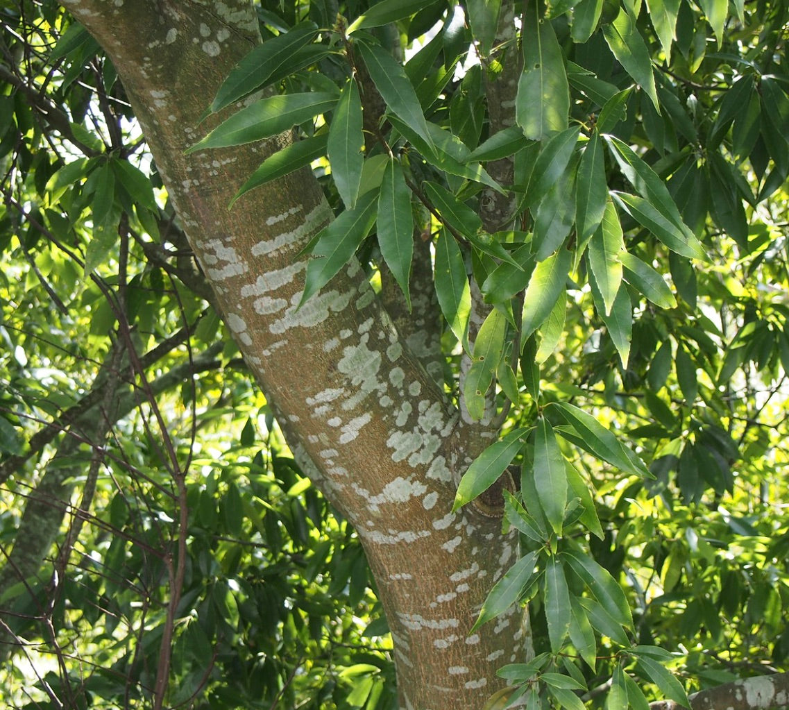 Quercus myrsinifolia tree trunk with smooth bark and glossy elongated green leaves