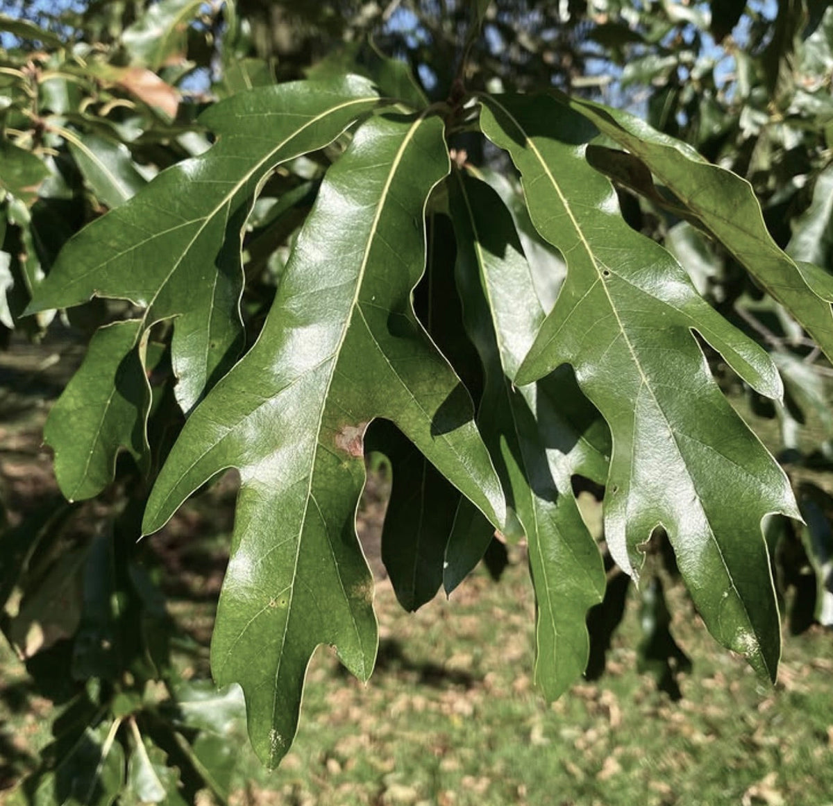 Quercus pagoda 10-30cm | Cherrybark oak | Pagoda oak