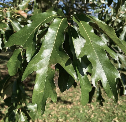 Quercus pagoda glossy green lobed leaves on mature tree branch outdoors
