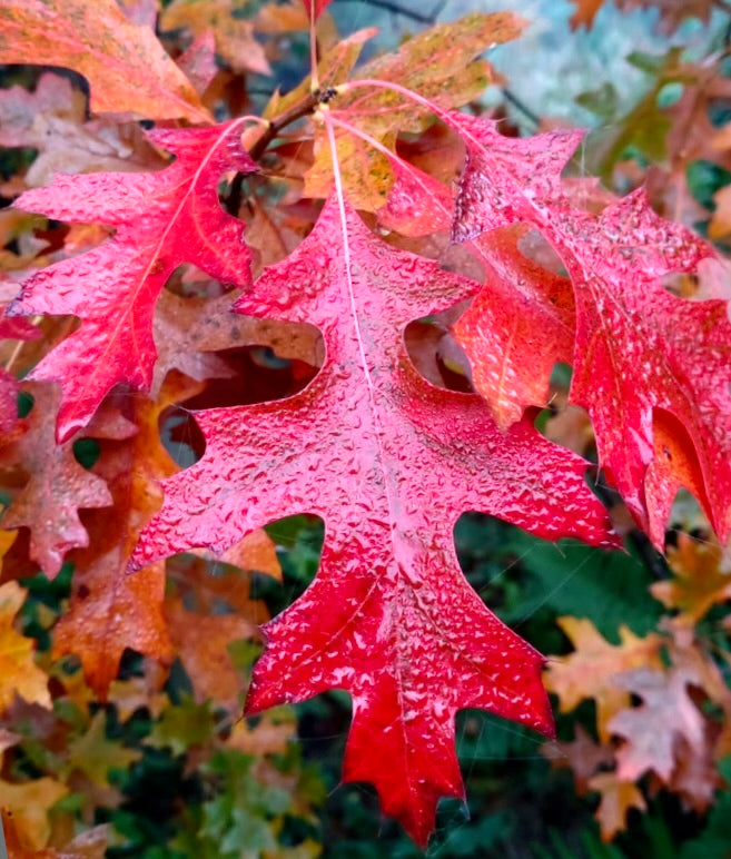 Foglie autunnali rosso vibrante di Quercus palustris con bordi lobati e texture lucida