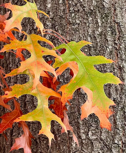 Quercus palustris | Pin Oak | Swamp Spanish Oak