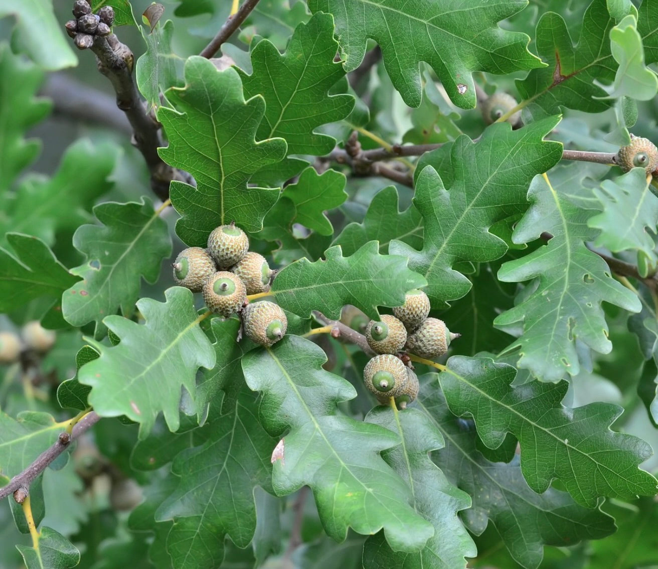 Foglie verdi lobate di Quercus petraea con grappoli di ghiande in sviluppo sui rami