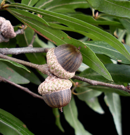 Quercus phellos 25-35cm | Willow oak | Pin oak