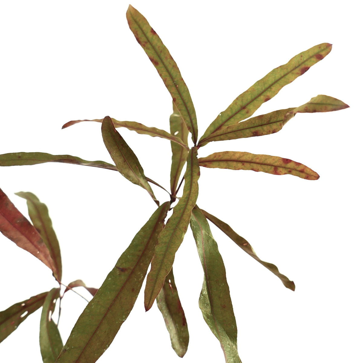 Quercus phellos 25-35cm | Willow oak | Pin oak