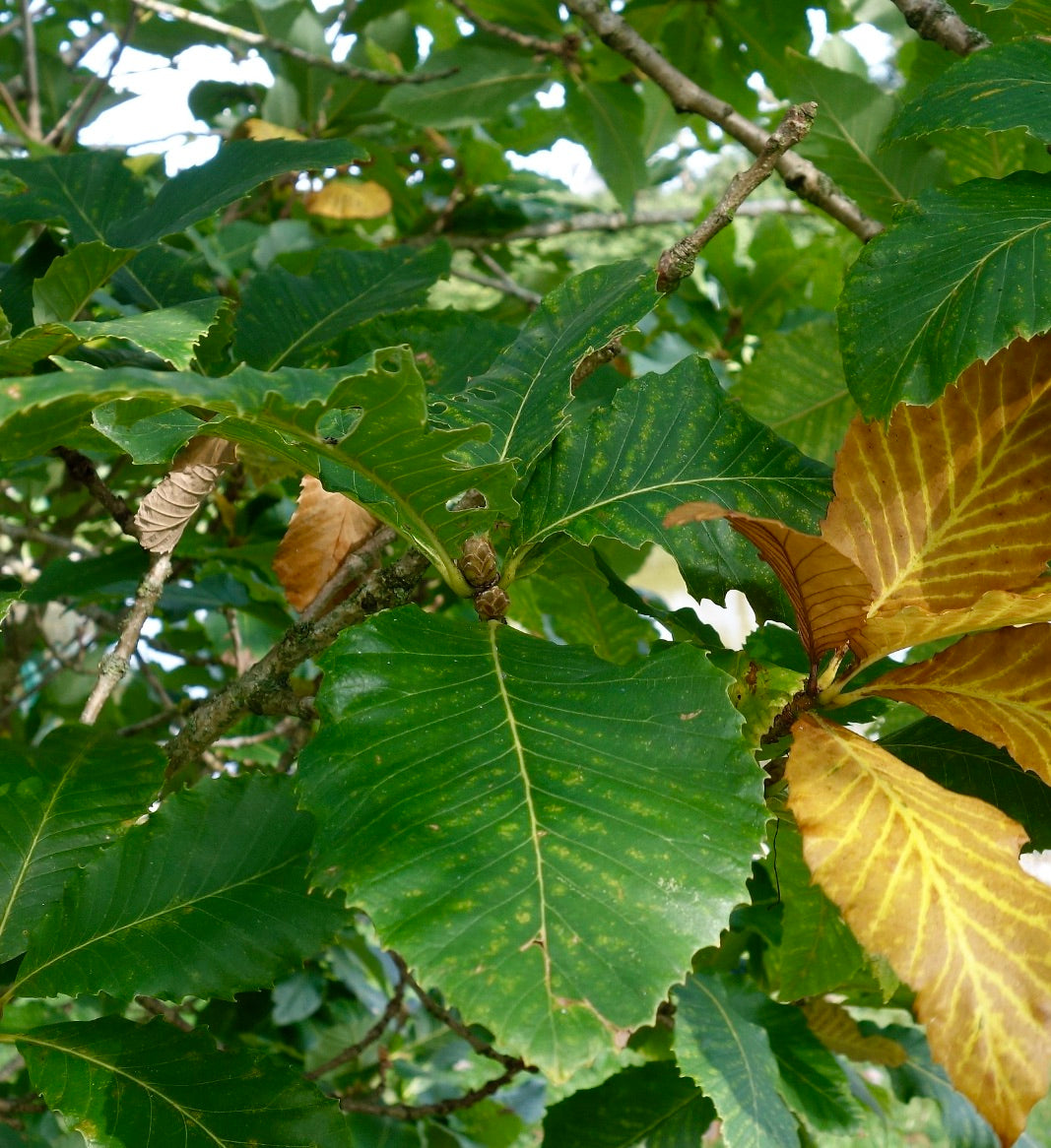 Grandi foglie verdi di Quercus pontica con margini seghettati e alcune foglie autunnali gialle