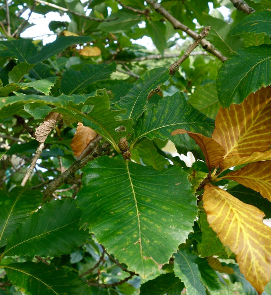 Grandi foglie verdi di Quercus pontica con margini seghettati e alcune foglie autunnali gialle