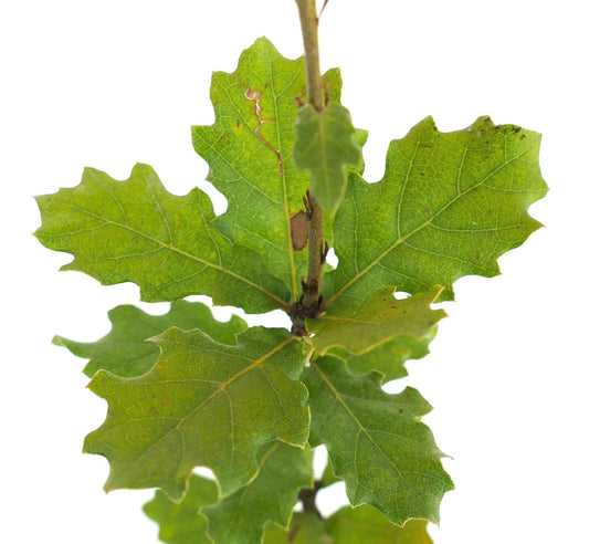 Foglie giovani verdi di Quercus pubescens con bordi lobati e vene visibili sul gambo